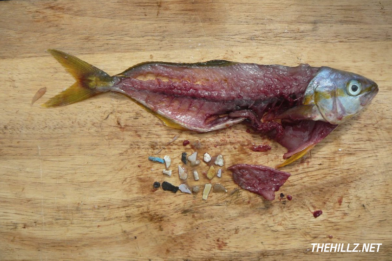 microplastic in fish