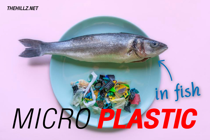 microplastic in fish
